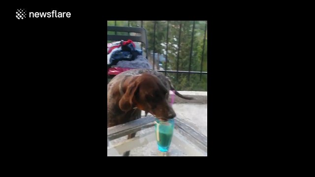 Thirsty dog drinks out of person's frappe