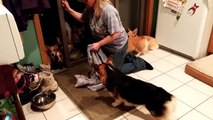 Des chiens font la queue pour se faire essuyer les pattes