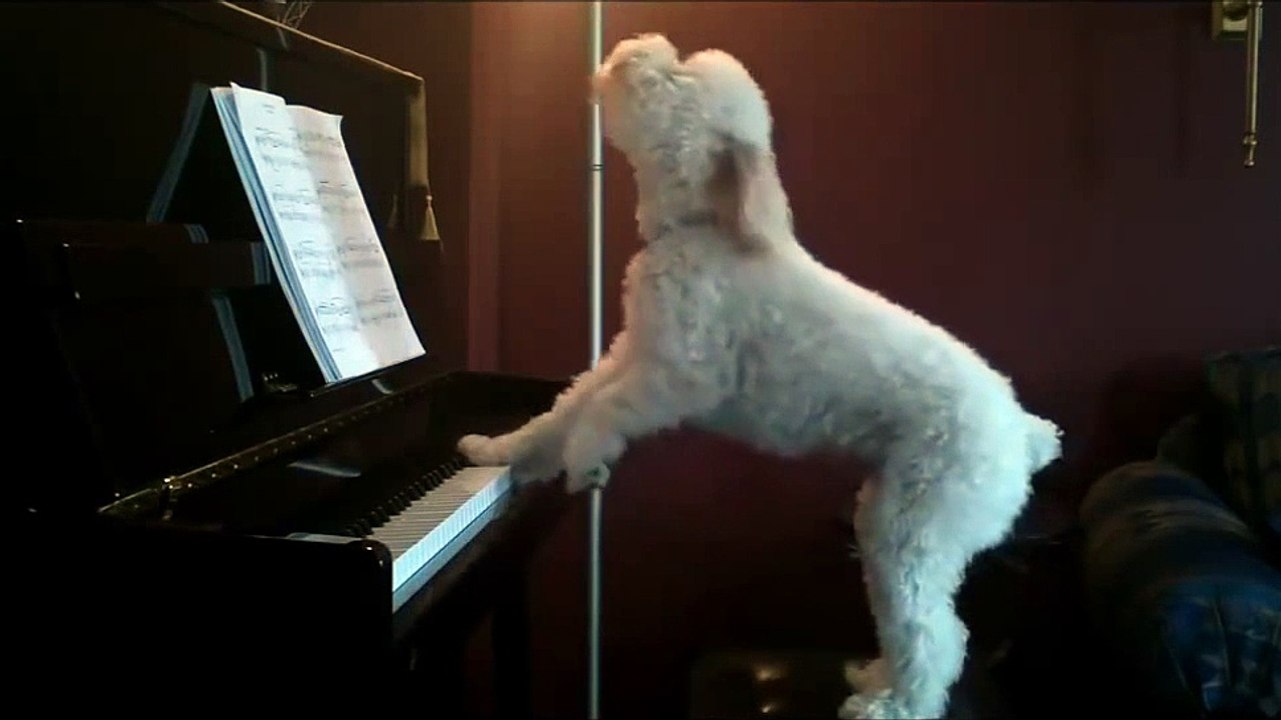 trop drôle : il est sérieux !!