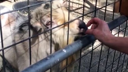 Une chèvre de mauvaise humeur pousse des cris plus qu'étranges