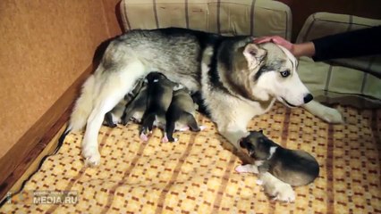Забавные Щенки Хаски. Funny puppies Husky video
