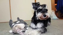 Komugi(Miniature Schnauzer)& Azuki(Bichon Frise) 46