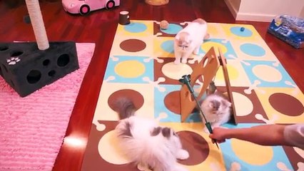 Cat Daddy Excited to Meet his Daughter Kitten ( Week 12-14)