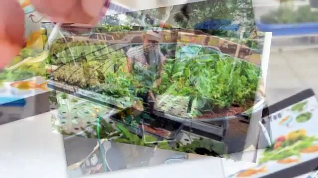 How To Buy Aquaponics 4 You Review - Does It Really Work?