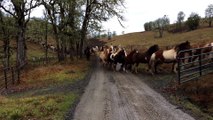 110 chevaux reviennent des paturages