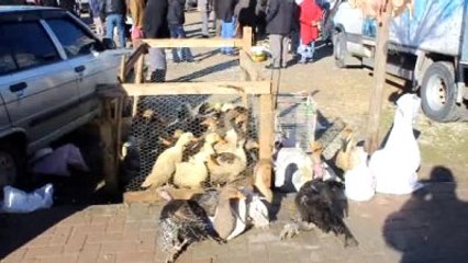 Tirit, Kaz Fiyatını Artırdı