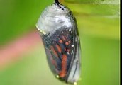 #‎Hooponopono: Cuento - La mariposa - El efecto ayuda no deseada