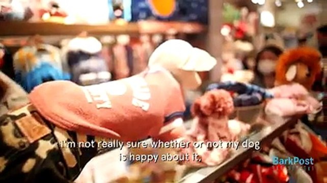 Dogs have their Own Menus At Restaurants In Japan By BarkBox