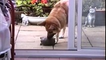 Des animaux serviables et très utiles - Compilation de chiens et chats