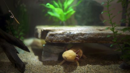 survivre dans la nature sauvage - Tutoriel