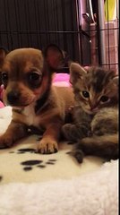 Puppy and kitten sleeping