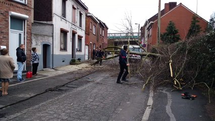 Un arbre s'écrase sur la rue à Jumet