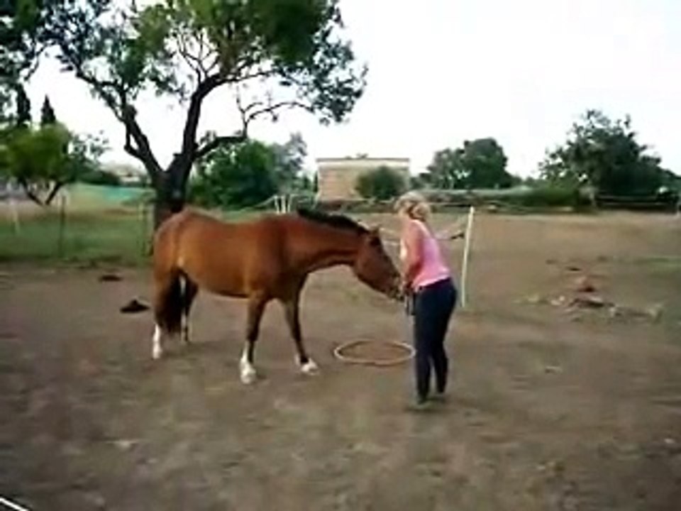 Clickertraining: Jimy mit Hulareifen