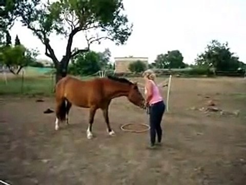 Clickertraining: Jimy mit Hulareifen