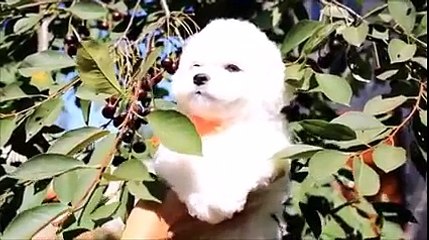 Bichon Frise Welpen Kennel "Royal Curazh" Litter "E"