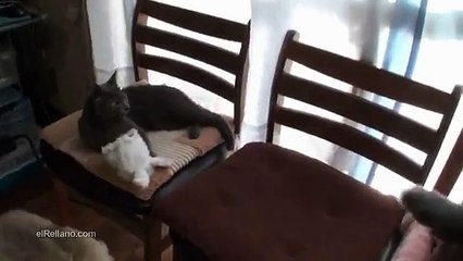 Un chat qui adore se déguiser