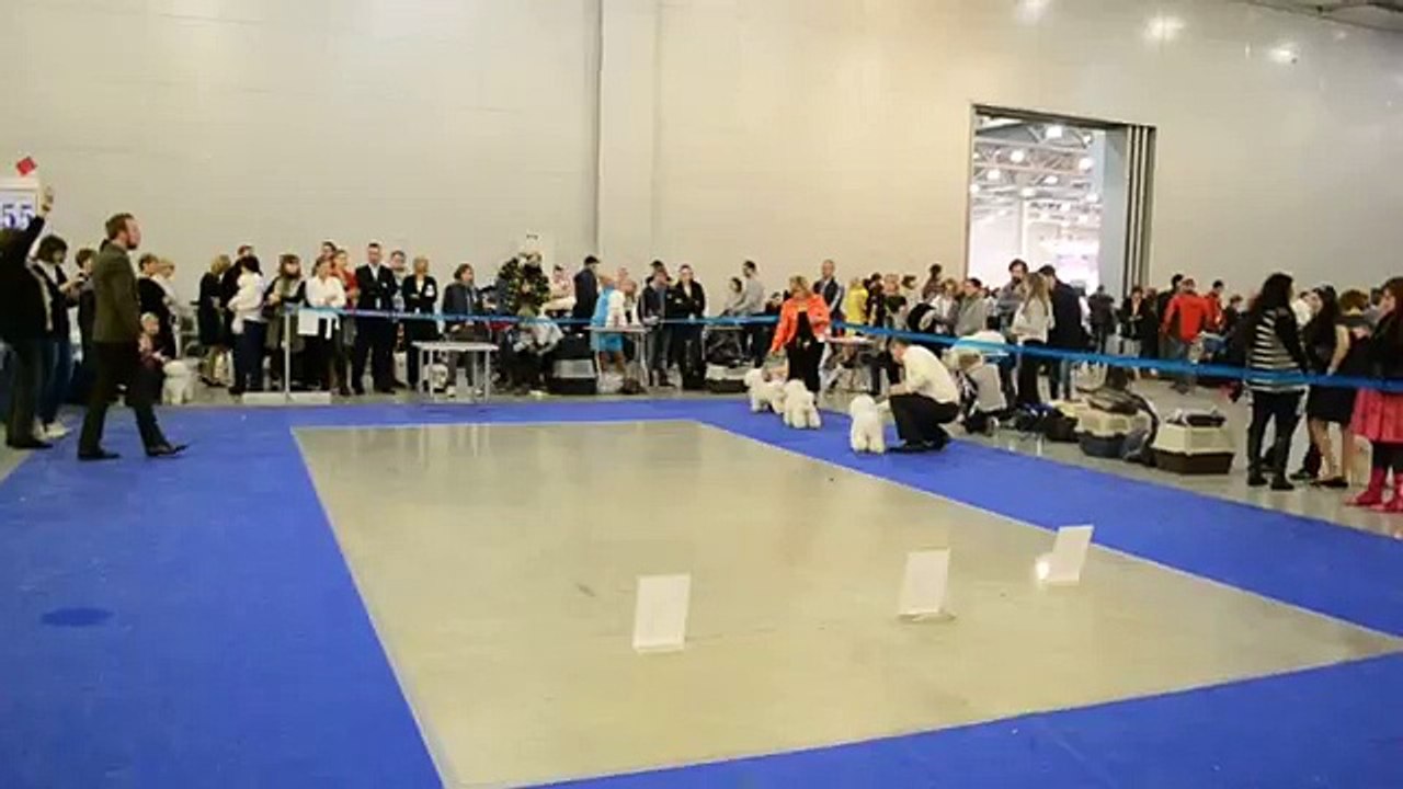"Eurasia-2" in Moscow 22 March 2015. The ring Bichon Frise.