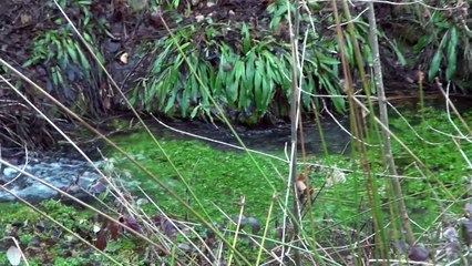 El Parque Natural de la Sierra de Mariola HD