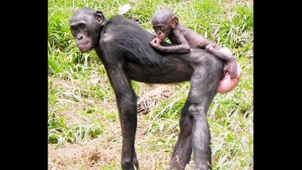 Бонобо , или карликовый шимпанзе ( Pan paniscus ) [ Это интересно ] Животные Африки
