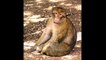 Варварийская обезьяна или магот ( Macaca sylvanus ) [ Это интересно ] Животные Африки