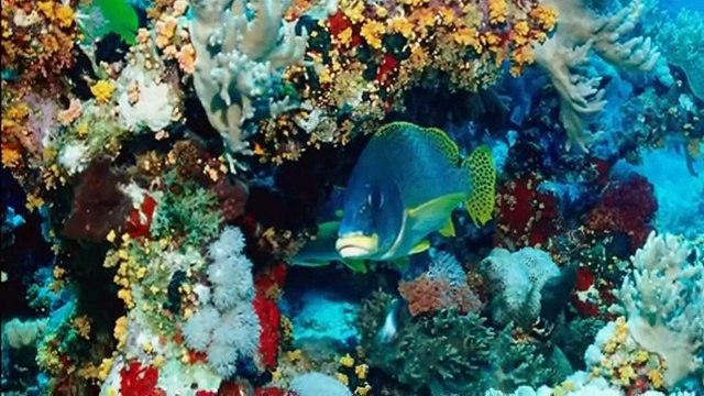 Все дельфины в ураган уплывают в океан. All dolphins in hurricane swim in the ocean