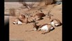 Газель доркас ( Gazella dorcas ) [ Это интересно ] Животные Африки
