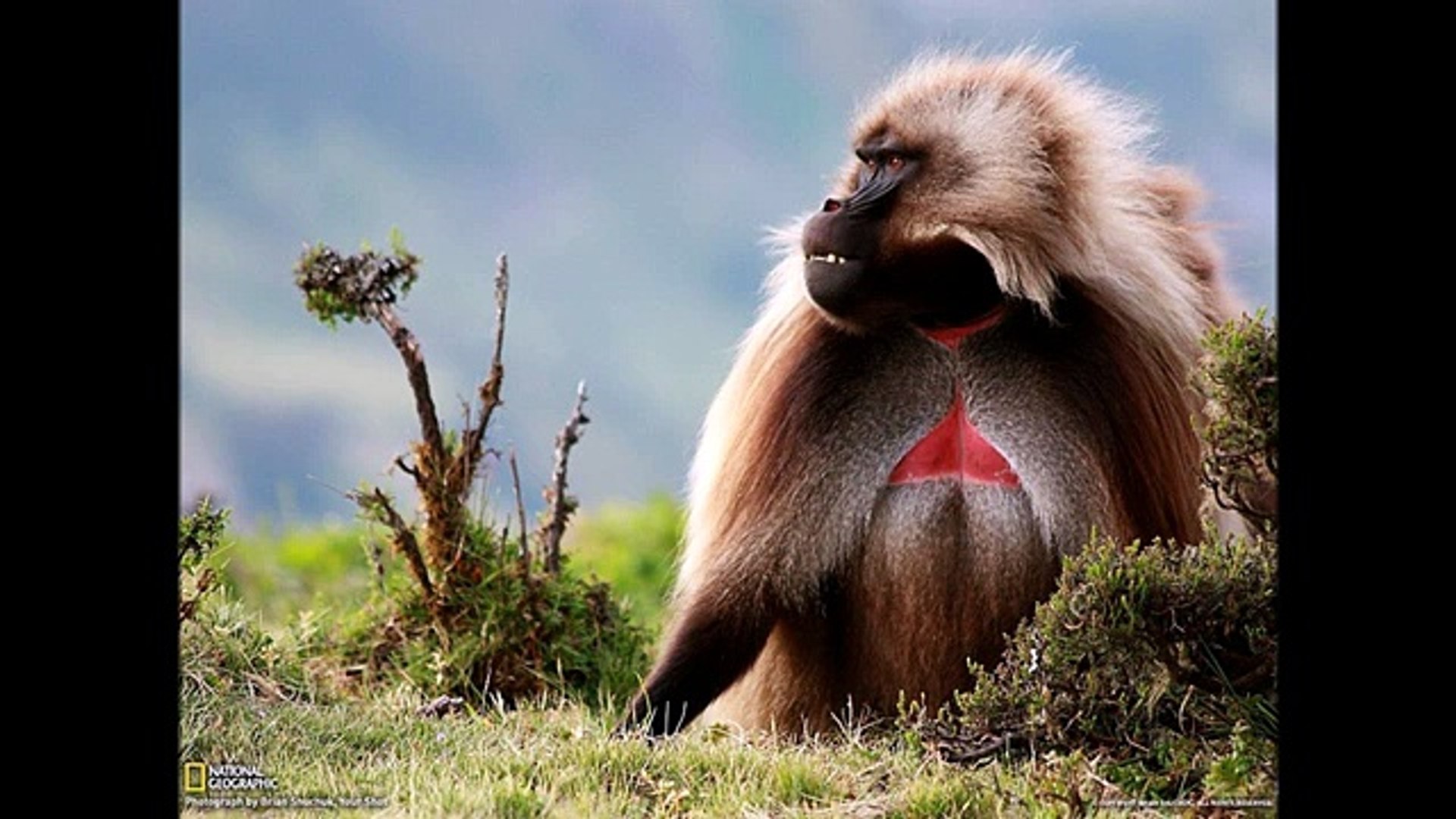Гелада ( Theropithecus gelada ) [ Это интересно ] Животные Африки