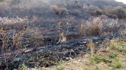 ГИЕНЫ НАПАЛИ НА РАНЕНУЮ ЛЬВИЦУ