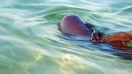 Дельфины в Железном Порту 2015