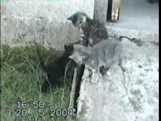 Les bébés de Pépette (2ème partie)