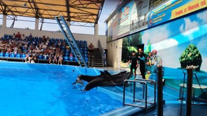 Дельфины выступают!