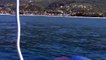 Дельфины Гагры Абхазия (Видео Турист)