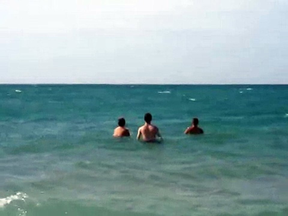 Дельфины на пляже Чёрного моря