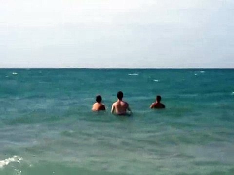 Дельфины на пляже Чёрного моря