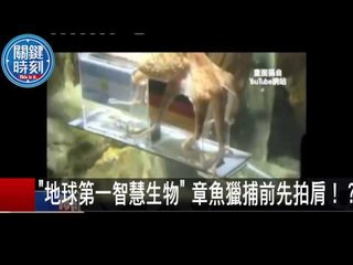 "地球第一智慧生物" 章魚獵捕前先拍肩！？ 黃創夏 傅鶴齡 20150821-8 關鍵時刻