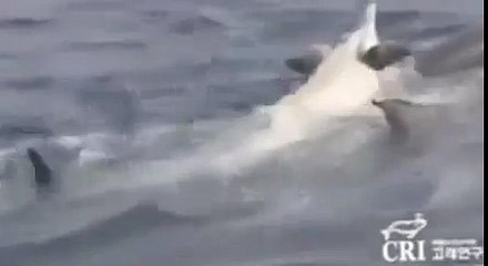 Дельфины спасают погибающего сородича
