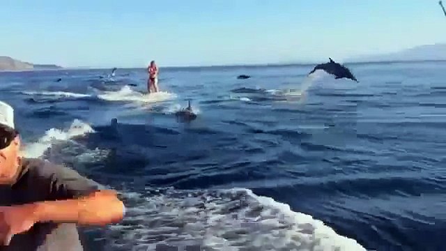 ДЕЛЬФИНЫ, очень красивое видео (потрясающий релакс)