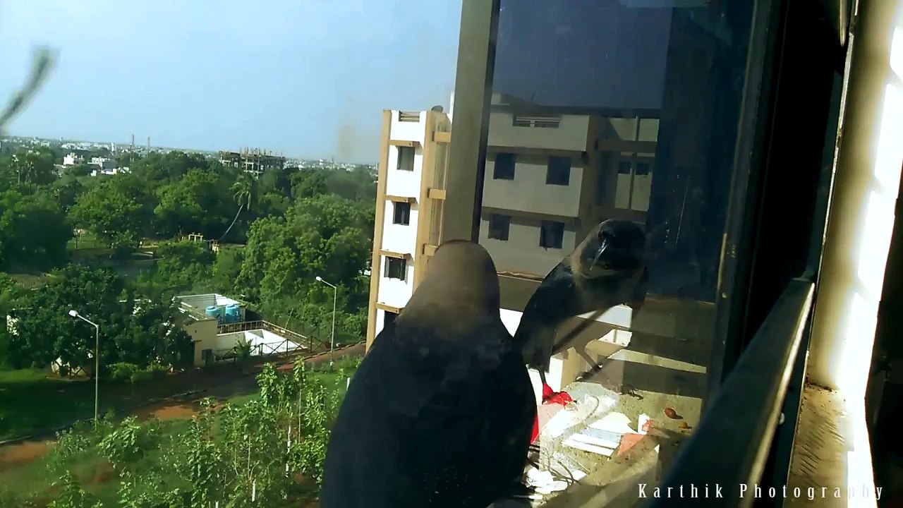 Its feeding time - Crows