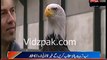 Dutch Police Training Eagles to Take Down Drones