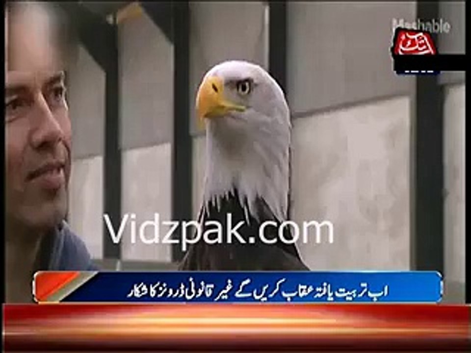 Dutch Police Training Eagles to Take Down Drones