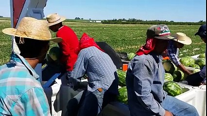 Son Sistem Karpuz Toplama Makinesi Yok Böyle Bir Şey