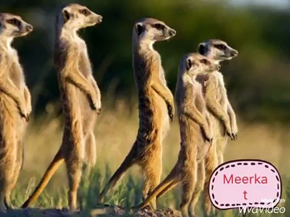 Животные Африки слайд-шоу