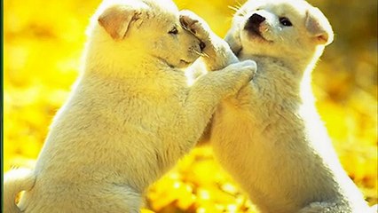 животные африки(2)