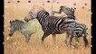 Зебры ( Hippotigris ) [ Это интересно ] Животные Африки