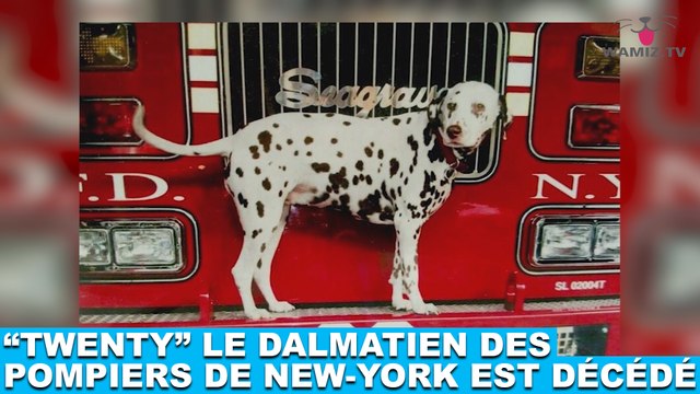 “Twenty”, le dalmatien des pompiers de New-York est décédé… Plus d’infos dans la minute chien #119