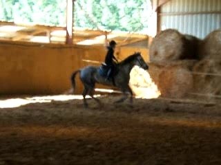 Galop avec Mustang