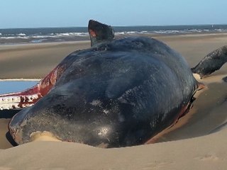 Un cachalot échoué sur la plage de Marck