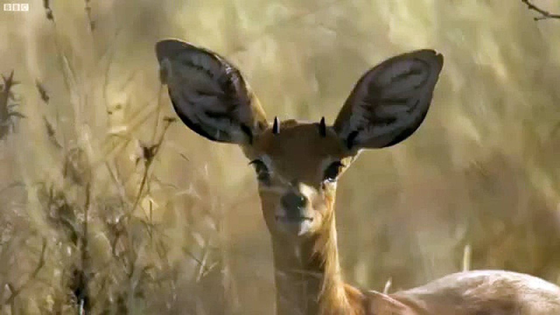 Кликай сюда скорей! Животные Африки