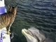 Котик играет с дельфином