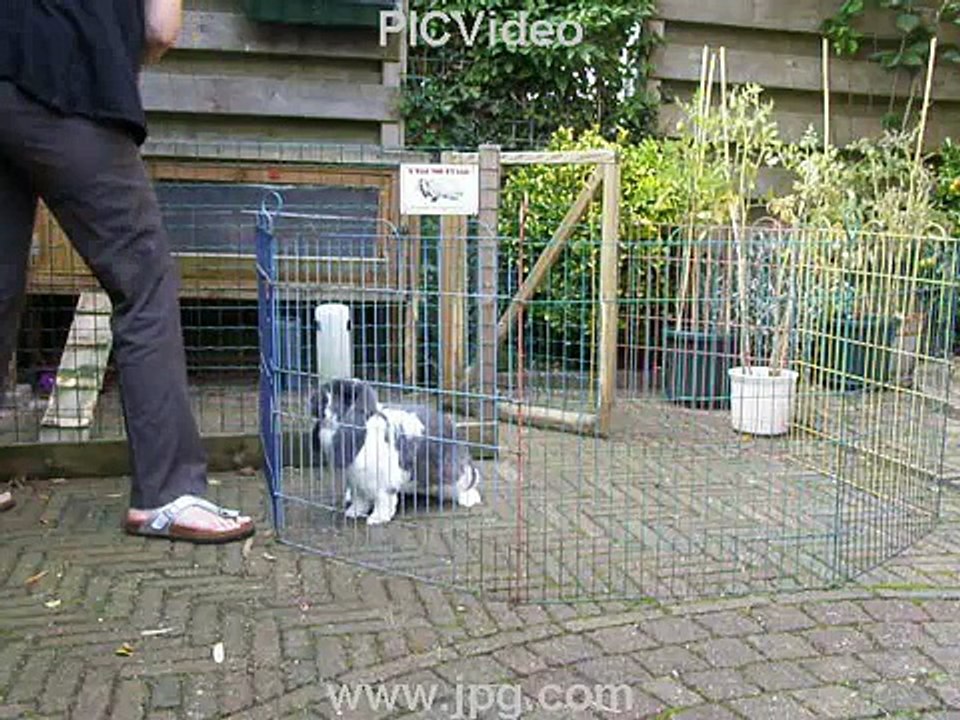 Clickertraining: Rondje draaien